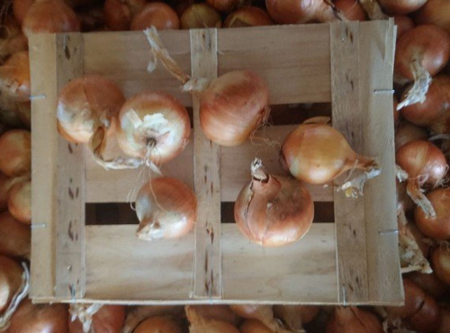 HERBA HUMANA - Oignon rose - 1kg