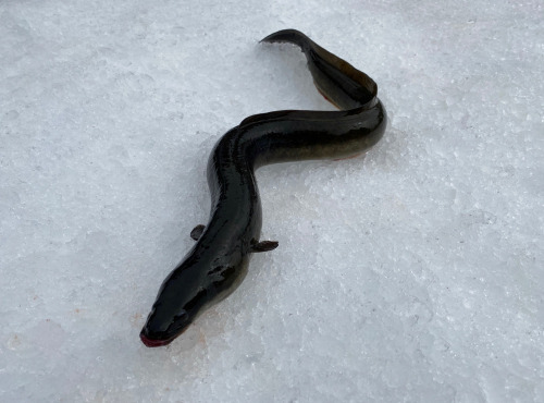 Pêcheur Toni  Micheau - Anguille Jaune Sauvage - Pièce De 700g - Vidée