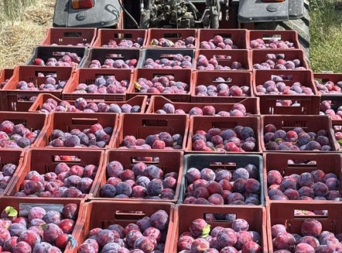 Vergers des brunots - Prune "Fortune" 2kg