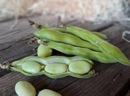 Les Jardins de Gérard - Fève Bio - 1 kg