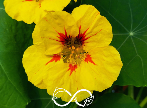 Nature et Saveurs - Ferme Aquaponique et Permacole Astérienne - Capucine (Fleurs Fraiches)