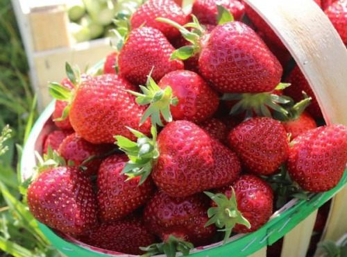 Domaine Reverchon - Fraise Cléry du Vaucluse 3kg