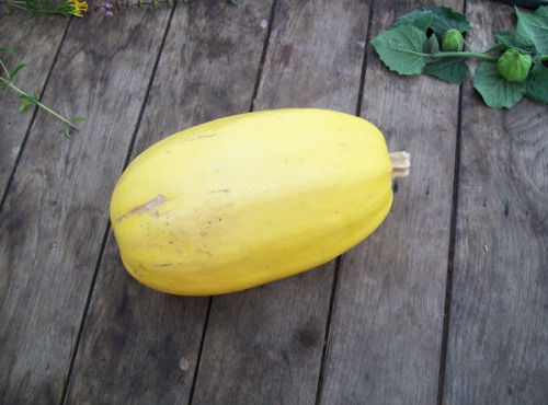 HERBA HUMANA - Courges Spaghetti végétal - 1,2kg minimum