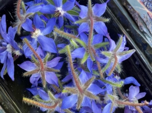 La Cabane à plantes - Bourrache fleurs fraîche (20 fleurs)