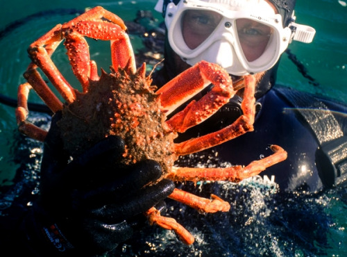 LTJ2 - Pêche en plongée - Araignée De Mer De Plongée 1,5kg - Vivante