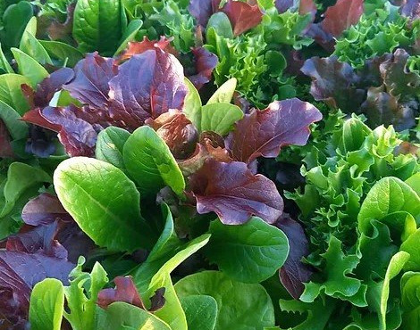Ferme Joos - Mesclun 150g