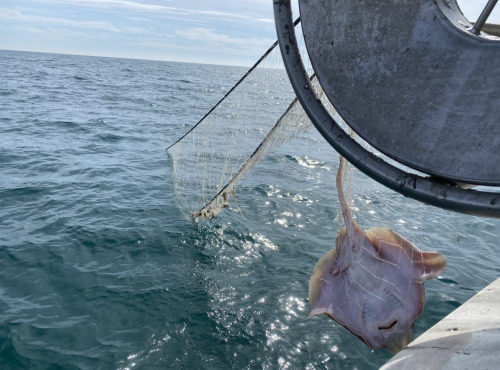 Pêcheur Toni  Micheau - Aile De Raie De Méditérannée - Pièce De 180g