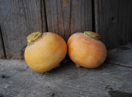 La Boite à Herbes - Navet Boule D'or - 500g