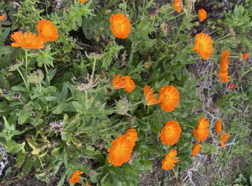 Des Poules et des Vignes à Bourgueil - Fleurs de Souci - Calendula