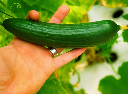 Nature et Saveurs - Ferme Aquaponique et Permacole Astérienne - Concombre Jounia – Fraîcheur croquante à cœur d’été