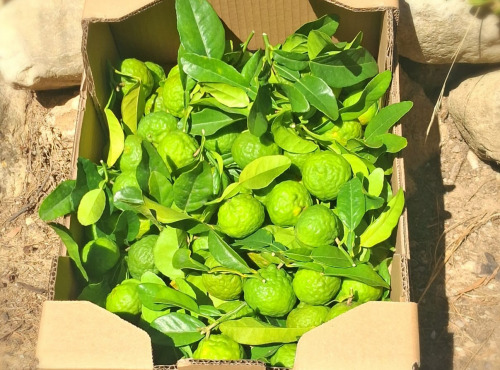 Les Hespérides - Coopérative de la Riviera Française - Combava français 3kg