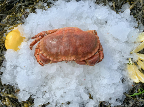 Thaëron - Tourteau cuits - 400 g