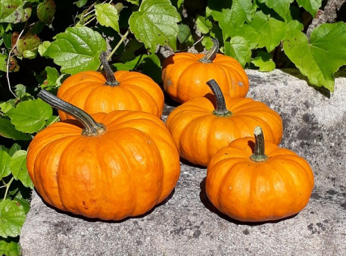 Ferme de Cernunnos - Lot de citrouilles pour Halloween