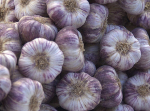 L'OLIVERAIE DU COUDON - AIL VIOLET NOUVELLE SAISON 1KG