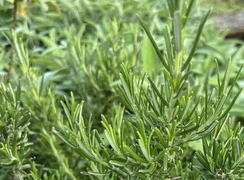 Domaine du Chillou - Tisane Mélisse Romarin Bio