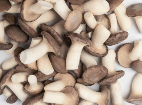 Les Myconautes - Pleurotes panicaut Bio - Cagette 1kg