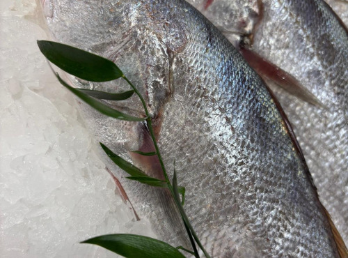 L'atelier des poissonniers - Maigre sauvage