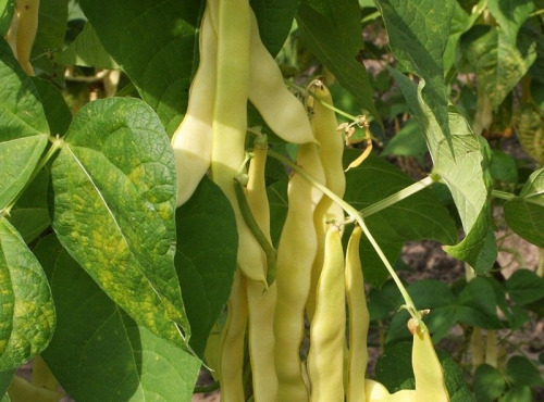 Nature et Saveurs - Ferme Aquaponique et Permacole Astérienne - Haricot plat beurre – douceur et croquant en or clair