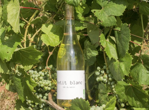 Domaine la Paganie - Vin blanc Bio - Petit blanc - 1 bouteilles