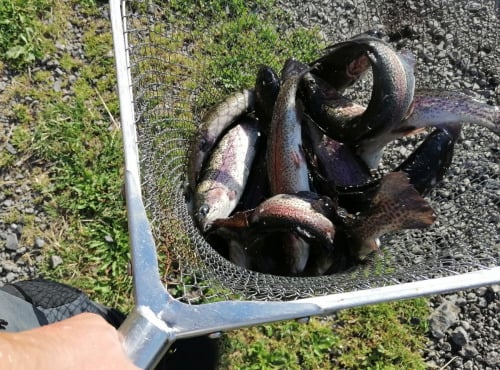 La Truite du Mézenc - Lot de 8 petits filets et 4 gros filets de truites - 3.800kg