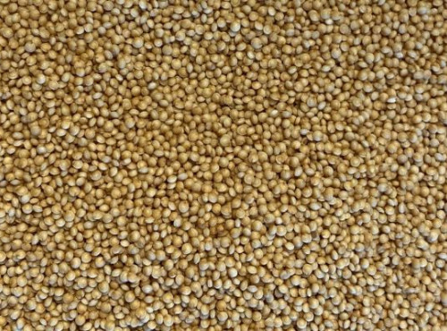 BERRY GRAINES - Amarante blanche BIO origine France - 300g