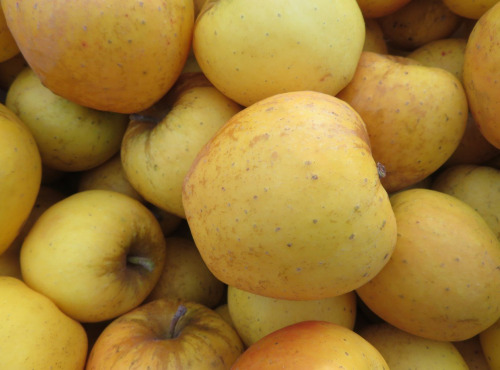 Les Jardins de Gérard - Pomme Opal Bio - 1 kg