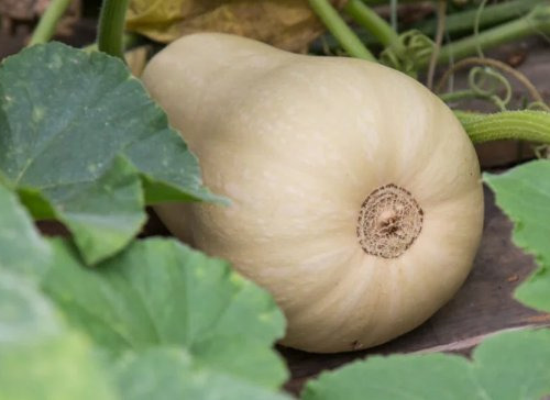 La Ferme de Goas Per - Butternut bio - 3 pièce
