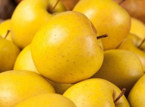 Maréchal Fraicheur - Pommes Golden - 5 kg