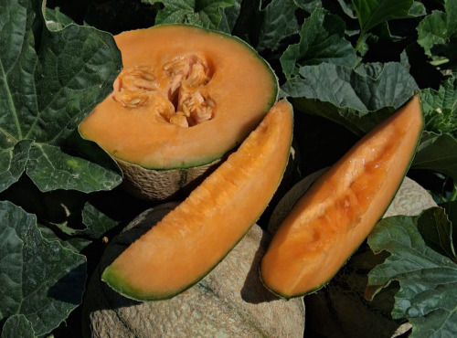 La Maison du Melon - Melon Charentais Jaune x 6