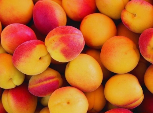 La Ferme de l'Ayguemarse - Abricots à Confiture Petit calibre