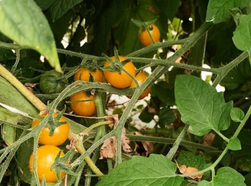 Nature et Saveurs - Ferme Aquaponique et Permacole Astérienne - Tomate Cocktail Clémentine - 500g