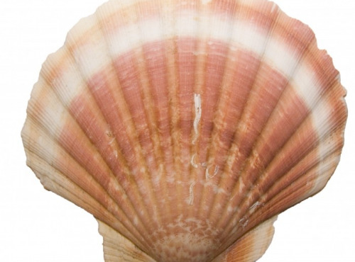 Luximer - Coquilles St Jacques Vides - Lot De 10 Coquilles