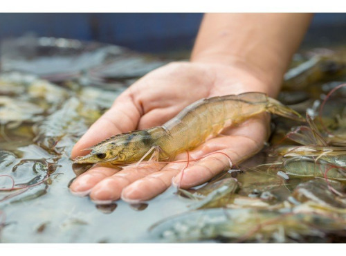 Ma poissonnière - Crevette imperiale 1kg