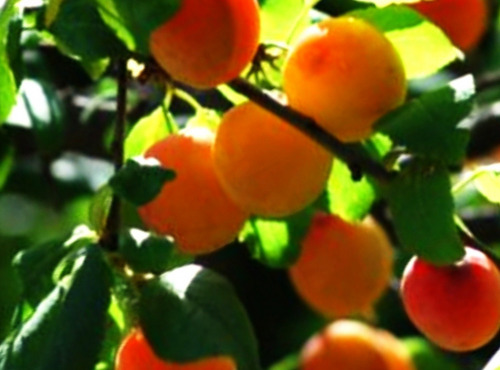 Les Vergers de la Vautée - MIRABELLES de NANCY BIO