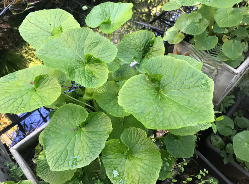Le Jardin des Antipodes - Feuilles Fraîches De Wasabi Bio