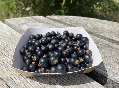 Ferme Sinsac - cassis en barquettes de 125 grs