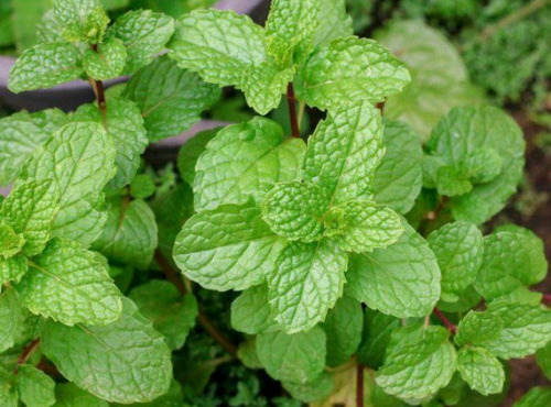 Les Jardins du Mas de Greil - Menthe Verte, Feuilles Fraîches