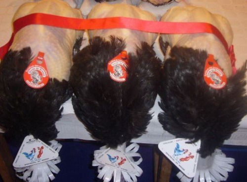 Ferme Tradi-Bresse - Dinde de Bresse AOP 3.4 kg PAC