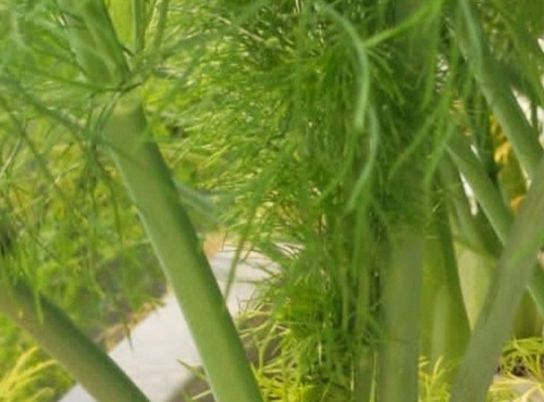 Nature et Saveurs - Ferme Aquaponique et Permacole Astérienne - Jeunes feuilles de blette jaune - 250g