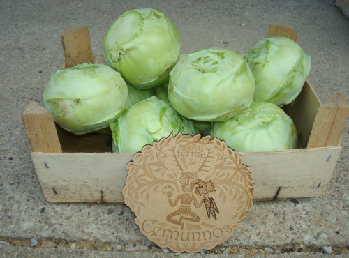 Ferme de Cernunnos - Chou-rave