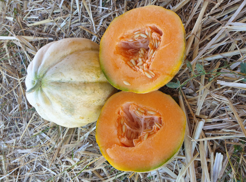 La Ferme de Milly - Anjou - MELONS VIELLE FRANCE BIO