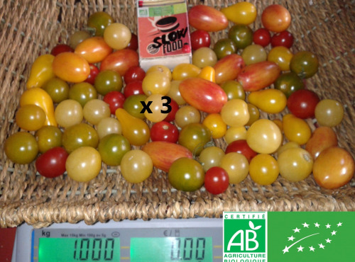 LES JARDINS DE KARINE - Tomates cerises en mélange - 3kg