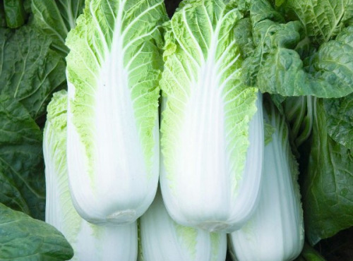 La Ferme de Goas Per - Chou chinois Pé-Tsaï Bio - 1 Pièce