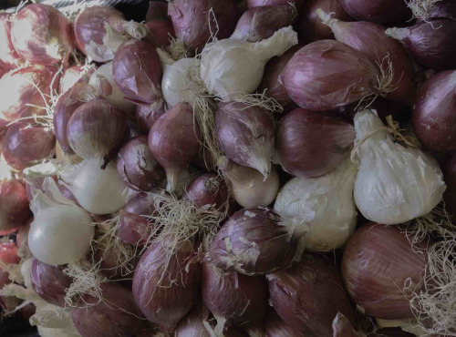 ChâteauFer - Oignon Frais Mix