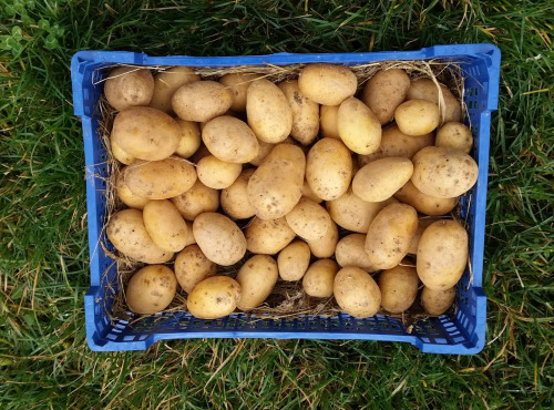 La Ferme Boréale - Pommes De Terre Agata Calibre 35-55 - 5kg