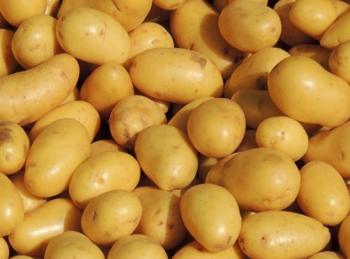 Maréchal Fraicheur - Pommes de terre Delikatess - 1 kg