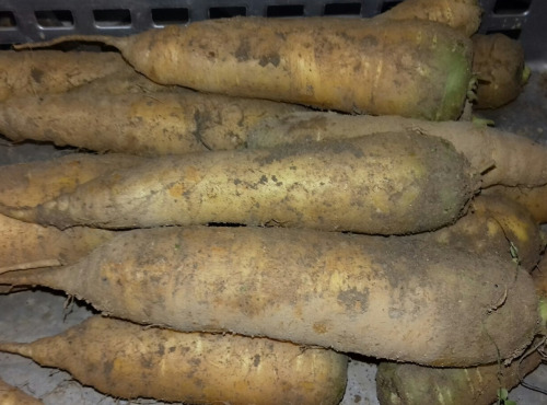 Multiproductions - Cédric Joliveau - Carotte Jaune Du Doubs 1kg