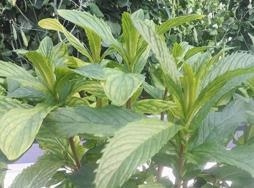 Nature et Saveurs - Ferme Aquaponique et Permacole Astérienne - Menthe Tunisienne - 100g