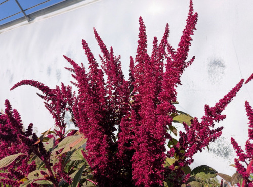 Nature et Saveurs - Ferme Aquaponique et Permacole Astérienne - Fleurs d'amaranthe rouge - 80g