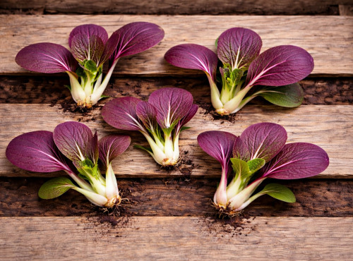 Nature et Saveurs - Ferme Aquaponique et Permacole Astérienne - Mini pak choï sanguin gastronomique